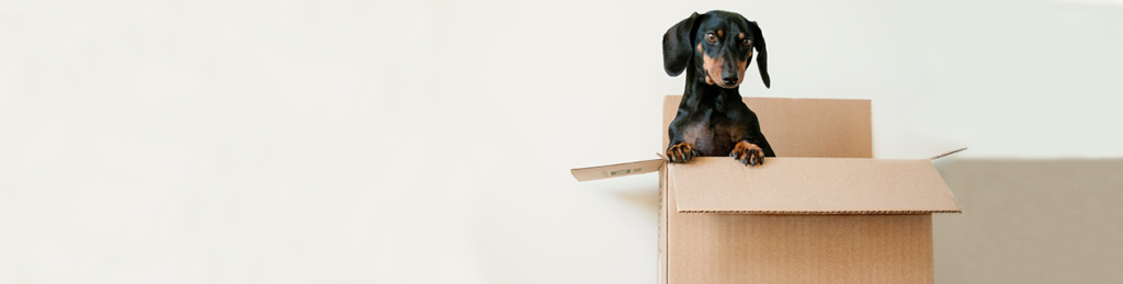 Moving Checklist. A dog sits in a carboard box